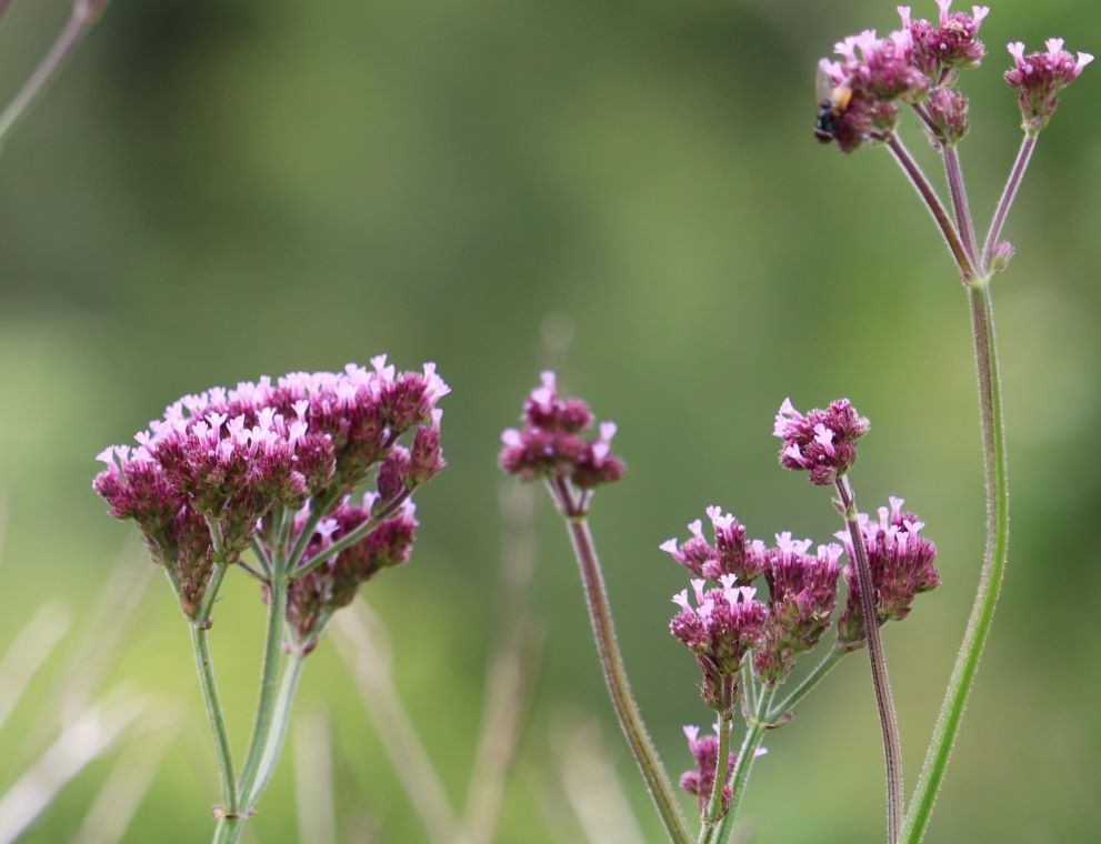 Purpletop vervain (Verbena bonariensis)