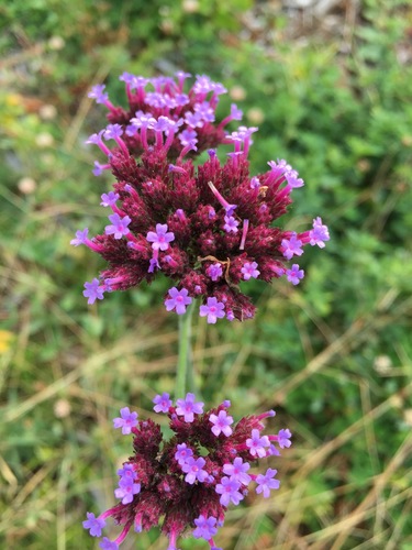 Purpletop vervain (Verbena bonariensis)
