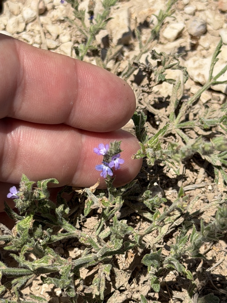 Gray vervain (Verbena canescens)