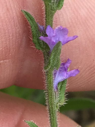 Gray vervain (Verbena canescens)