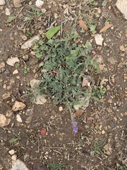 Gray vervain (Verbena canescens)
