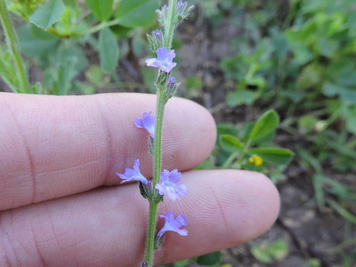 Gray vervain (Verbena canescens)