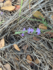 Gray vervain (Verbena canescens)