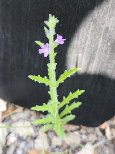 Gray vervain (Verbena canescens)
