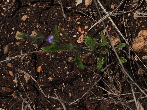 Gray vervain (Verbena canescens)