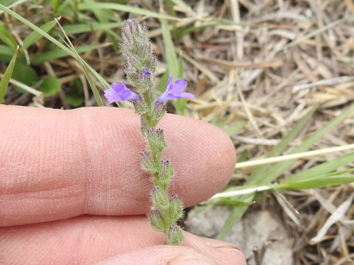 Gray vervain (Verbena canescens)