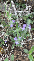 Gray vervain (Verbena canescens)