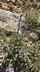 Gray vervain (Verbena canescens)