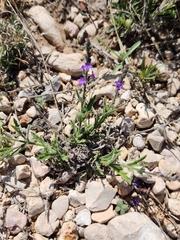 Gray vervain (Verbena canescens)
