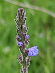 Gray vervain (Verbena canescens)