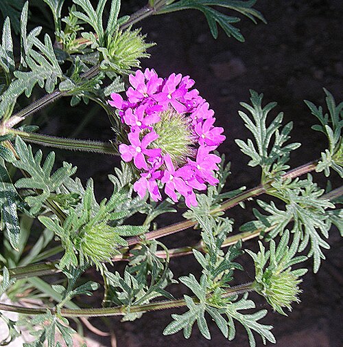 Goodding verbena: Southwestern Mock Vervain is native to northern Mexico and the southern U.S., here a roadside weed in Chihuahua State. The leaf shape is variable.