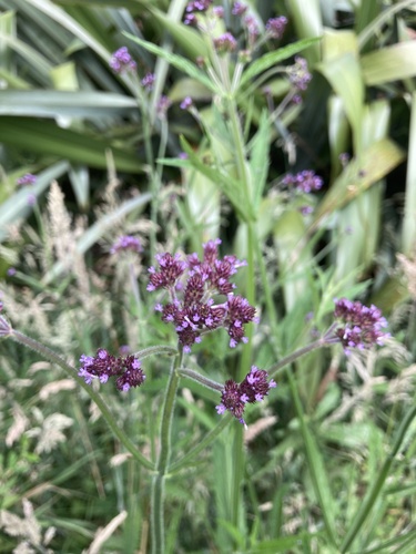 Purpletop vervain (Verbena incompta)