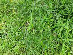 Purpletop vervain (Verbena incompta)