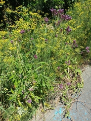Purpletop vervain (Verbena incompta)