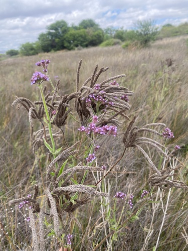Purpletop vervain (Verbena incompta)