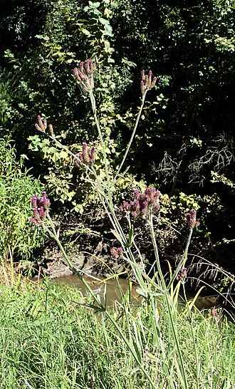 Purpletop vervain: purpletop vervain