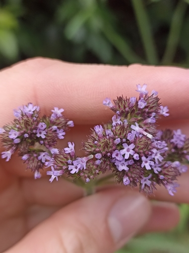 Purpletop vervain (Verbena incompta)