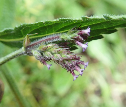 Purpletop vervain (Verbena incompta)