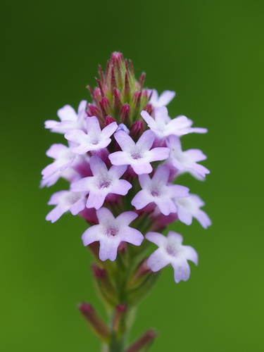 Seashore vervain
