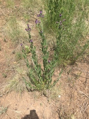MacDougal verbena (Verbena macdougalii)
