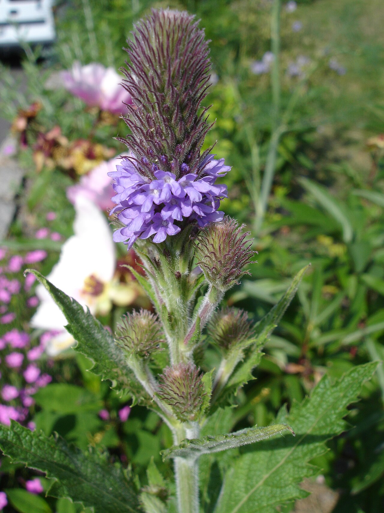 MacDougal verbena: Verbena macdougalii