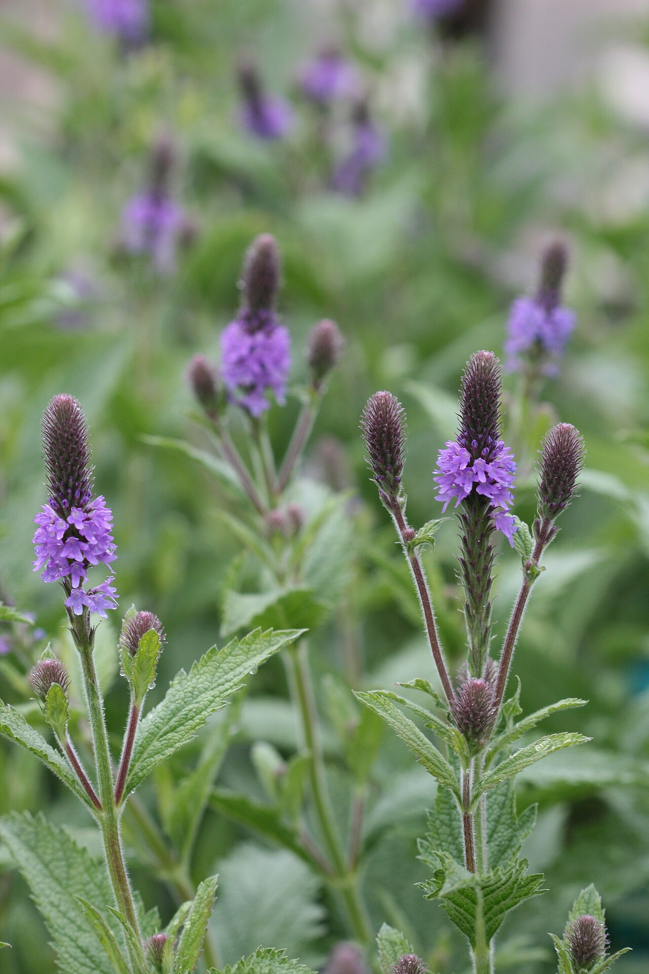 MacDougal verbena: verbena macdougallii