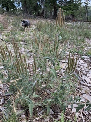 MacDougal verbena (Verbena macdougalii)