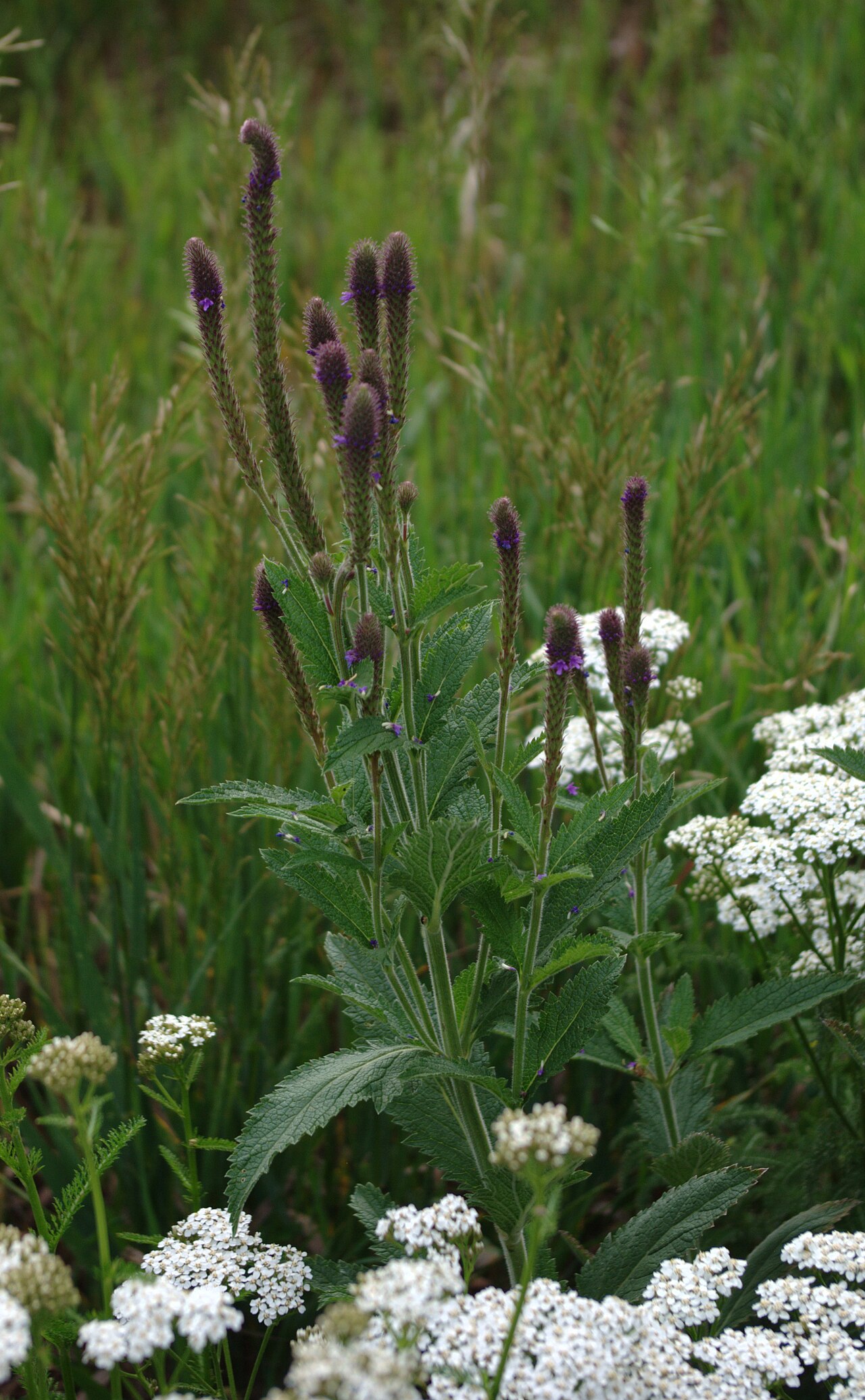MacDougal verbena: MacDougal's verbena, Verbena macdougalii , Black Canyon campground, Santa Fe National Forest, near Santa Fe, New Mexico, USA. Achillea millefolium (yarrow) in t