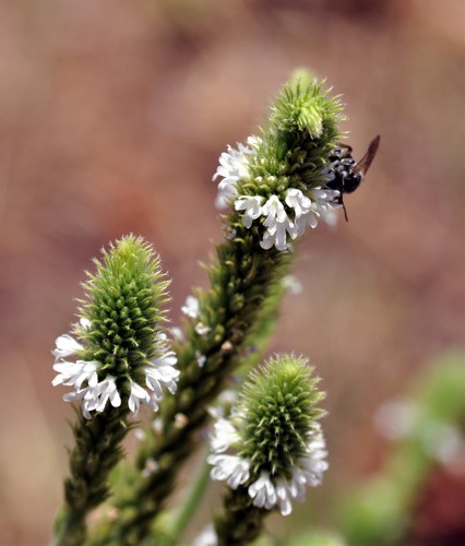 MacDougal verbena (Verbena macdougalii)