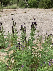 MacDougal verbena (Verbena macdougalii)