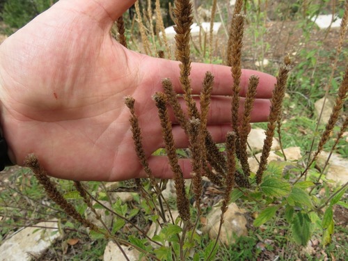 MacDougal verbena (Verbena macdougalii)