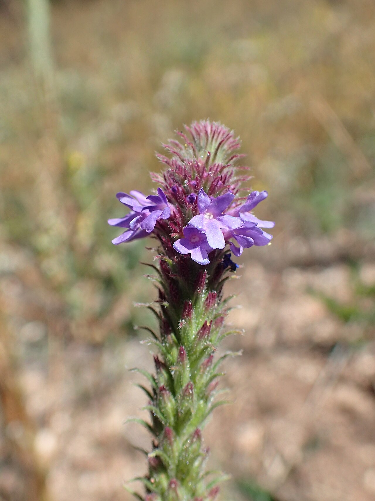 MacDougal verbena: Verbena macdougalii in Kaibab Natnl. Forest, Arizona, USA