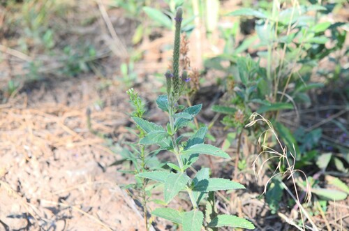MacDougal verbena (Verbena macdougalii)