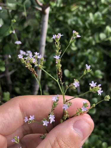 Uruguayan vervain (Verbena montevidensis)