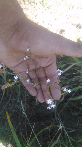 Uruguayan vervain (Verbena montevidensis)