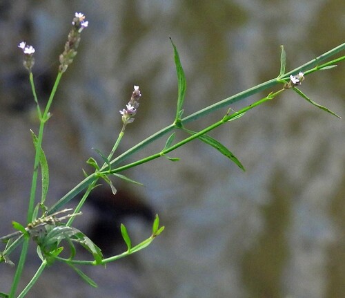 Uruguayan vervain (Verbena montevidensis)