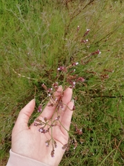 Uruguayan vervain (Verbena montevidensis)