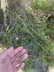 Uruguayan vervain (Verbena montevidensis)