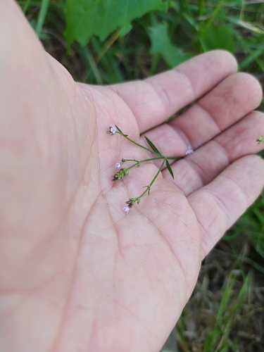 Uruguayan vervain (Verbena montevidensis)