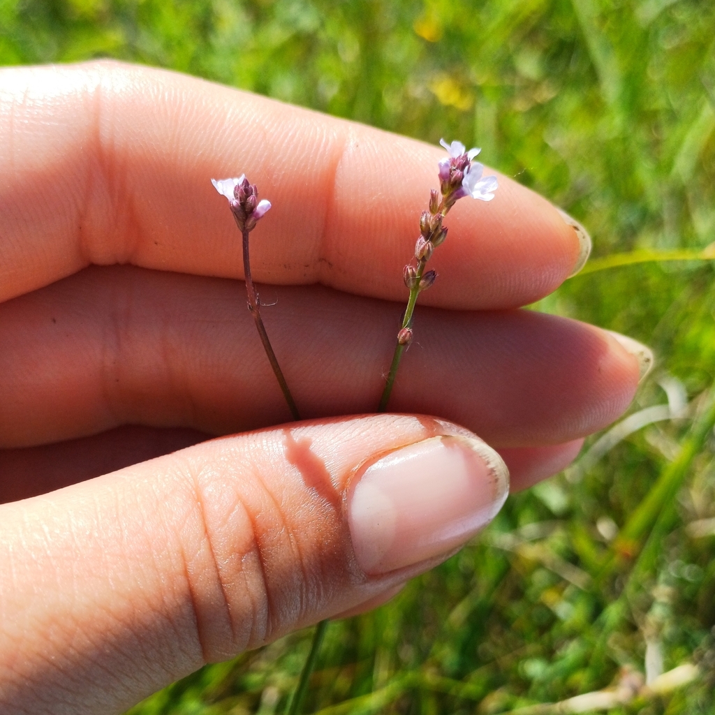 Uruguayan vervain (Verbena montevidensis)