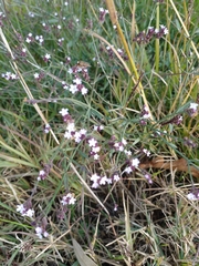 Uruguayan vervain (Verbena montevidensis)