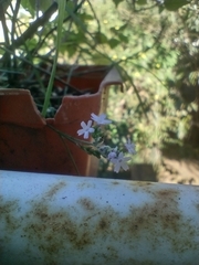 Uruguayan vervain (Verbena montevidensis)