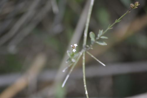 Uruguayan vervain (Verbena montevidensis)