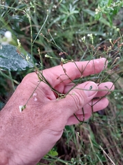 Uruguayan vervain (Verbena montevidensis)