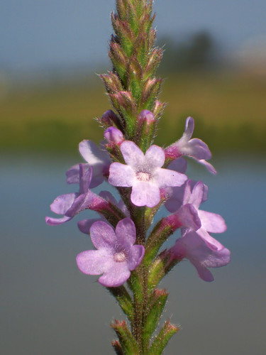 Herb of the cross (Verbena officinalis)