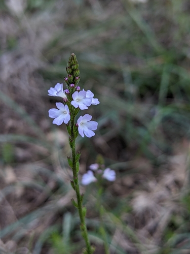 Herb of the cross