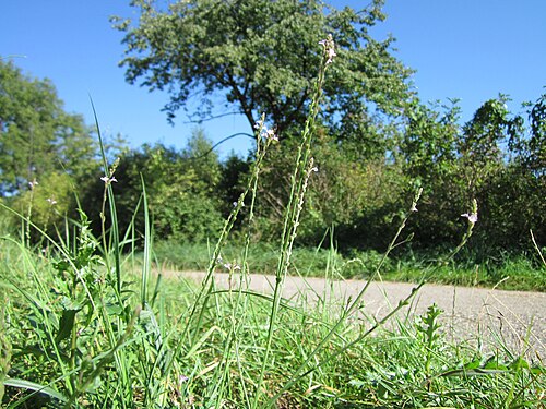 Herb of the cross: Echtes Eisenkraut ( Verbena officinalis ) in den Horststückern