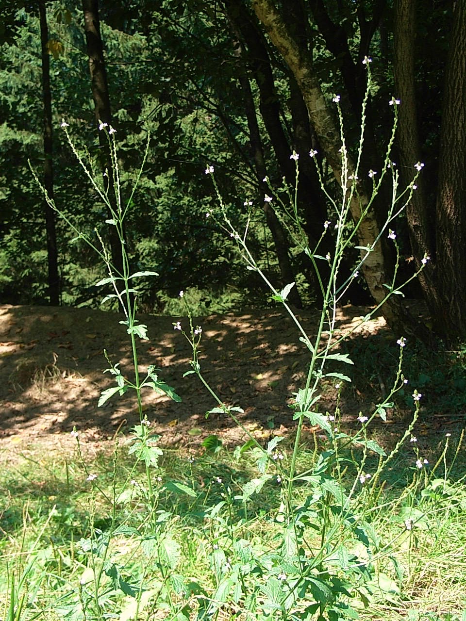 Herb of the cross: Eisenkraut im Landschaftsschutzgebiet Kohlbruck in Passau