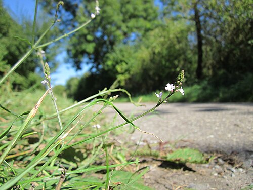Herb of the cross: Echtes Eisenkraut ( Verbena officinalis ) in den Horststückern