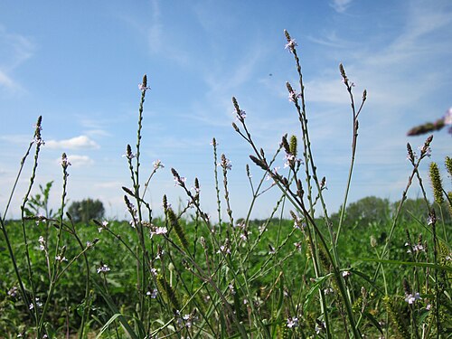 Herb of the cross: Echtes Eisenkraut ( Verbena officinalis ) in den Horststückern im Landschaftsgebiet „Hockenheimer Rheinbogen“